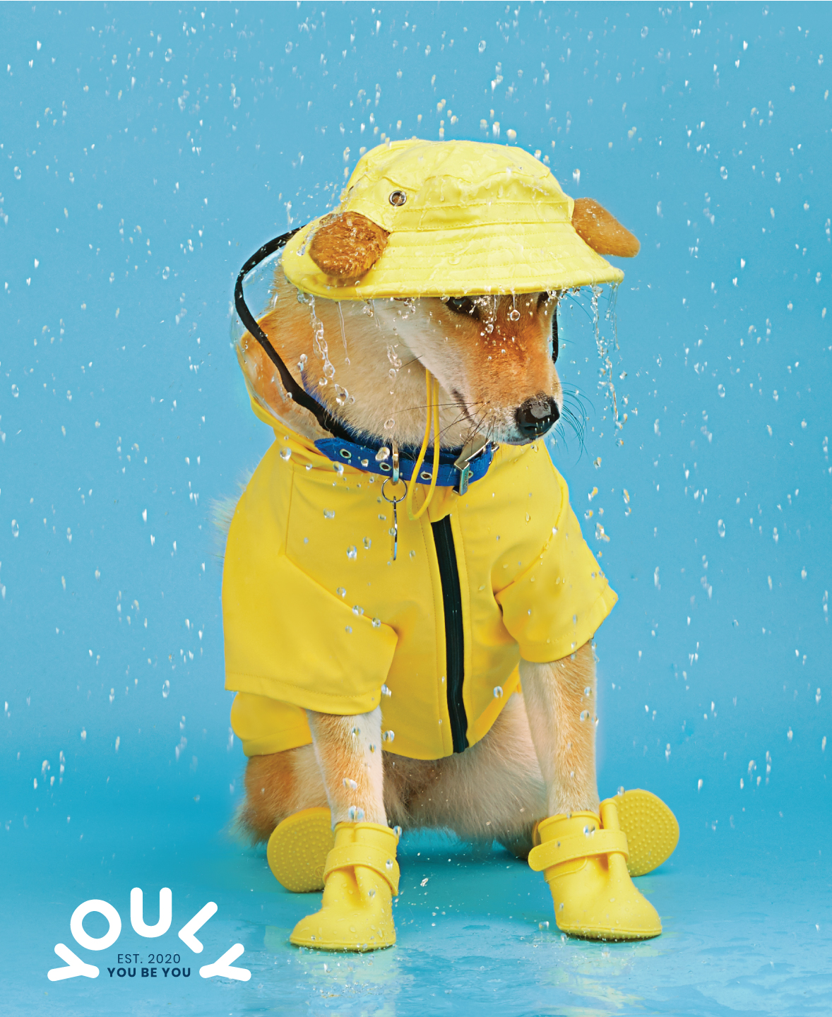 Petco Let the Dogs Out for Facebook Live The Perfect Fit